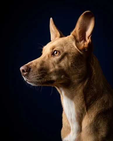 Dino studio portrait 4