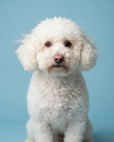 Mishka studio portrait 1