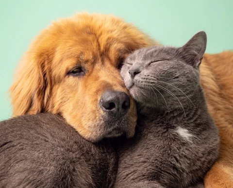 Nala & Suess studio portrait 1