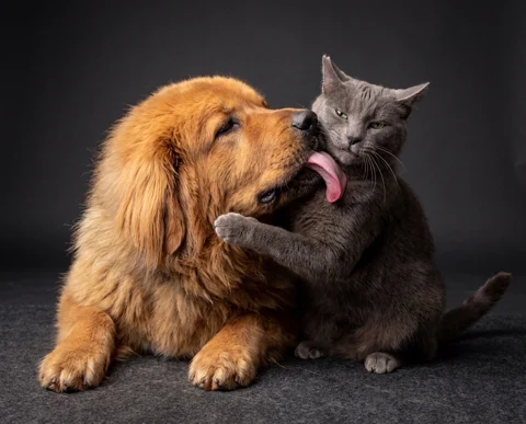 Nala & Suess studio portrait 2