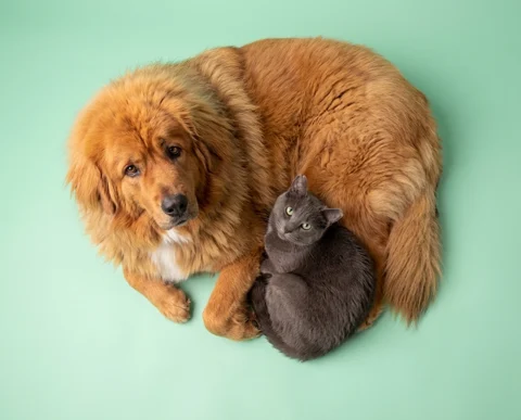 Nala & Suess studio portrait 3