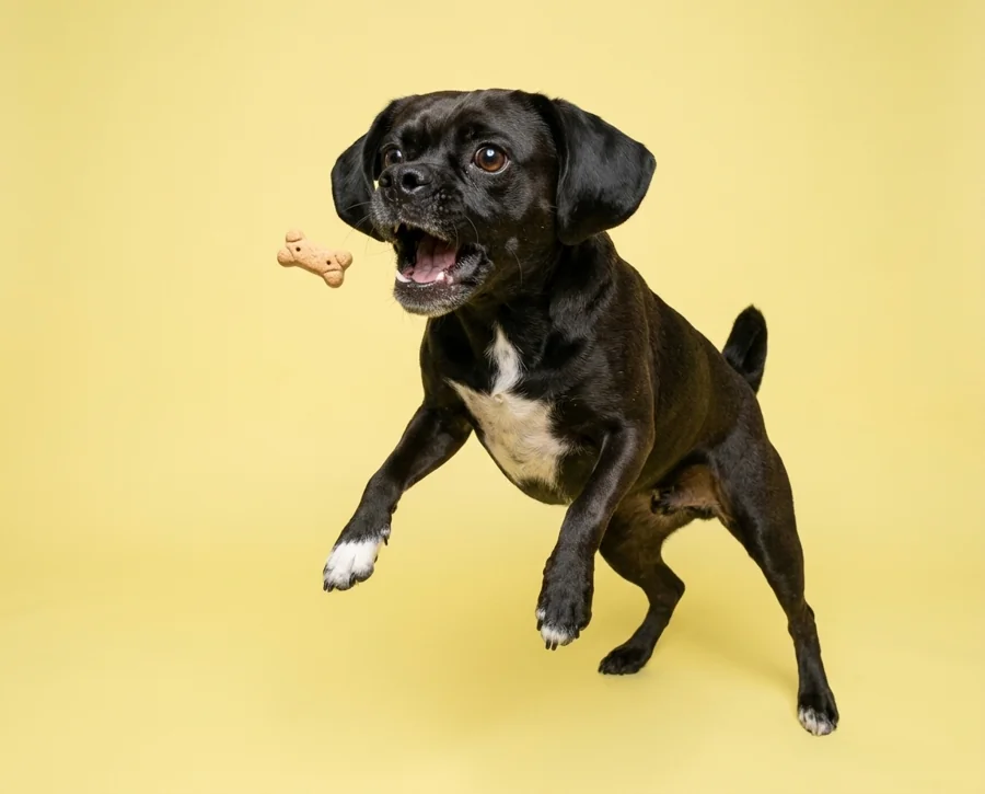 Milo jumping towards a treat against a yellow background